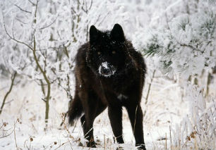 черный волк