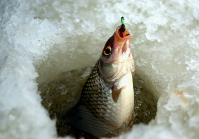 зимняя рыбалка чебак