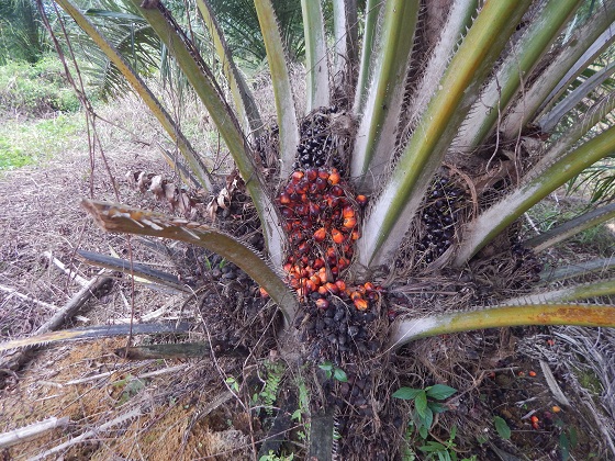 семена масляничной пальмы