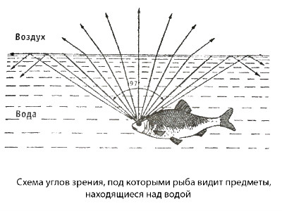 схема углов зрения рыбы