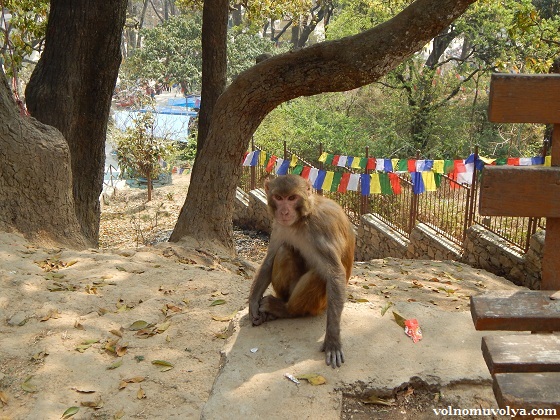 monkey-temple-Kathmandu
