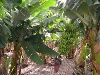 plants in the tropical forest