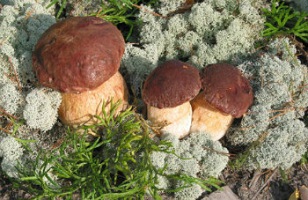 белые-грибы