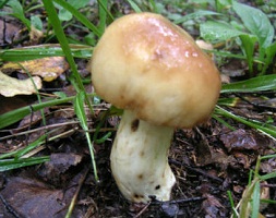 бычок-гриб