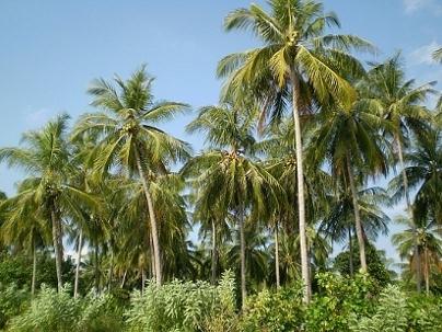 coconut-palm