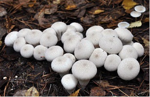 дождевики-грибы-фото