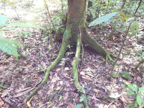 тропический лес новой гвинеи