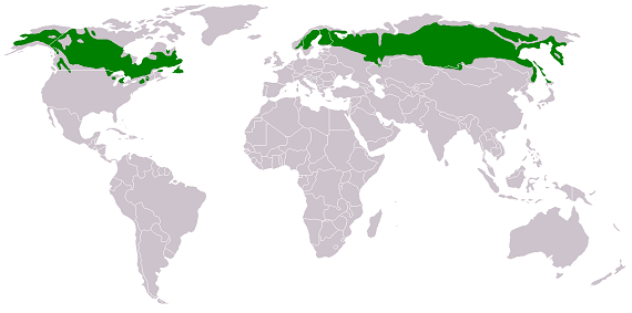 geographic-zone-of-taiga