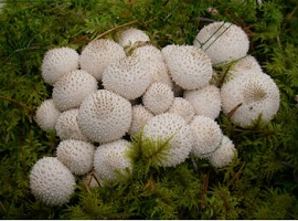 грибы-дождевики