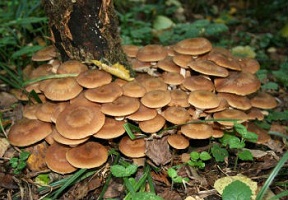 грибы-опята-фото