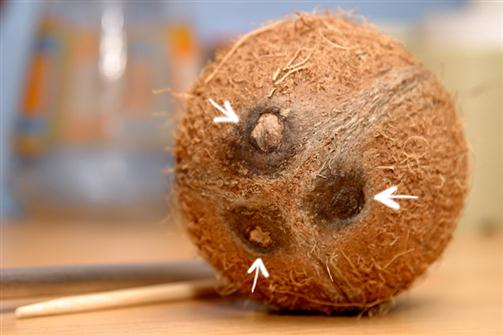 Структура кокоса