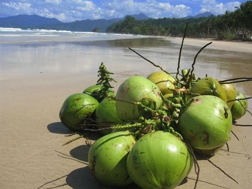 молодые кокосы