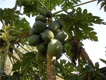 plants in the tropical forest