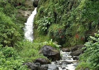 plants-in-the-tropical-forest