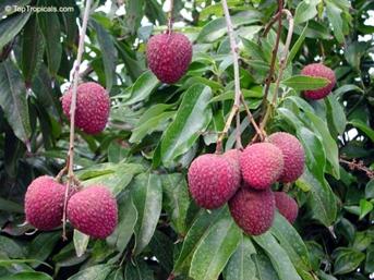 fruit trees in the tropical rainforest