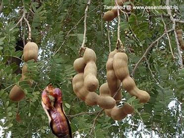 fruit trees in the tropical rainforest