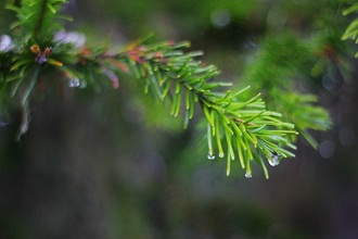 What Are Some Flowers Found in the Taiga?