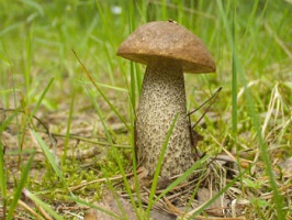 съедобные-грибы-на-урале