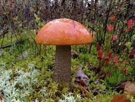 съедобные-грибы-сибири