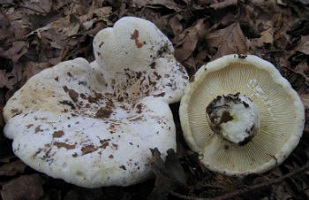 съедобные-грибы-тайги