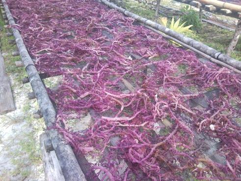 agar-agar-drying