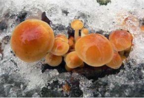 зимний-гриб